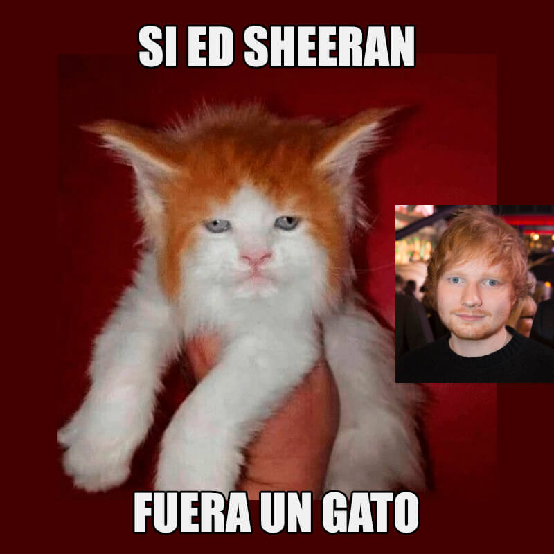 Si Ed Sheeran fuera un gato